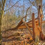 Picture of fallen tree