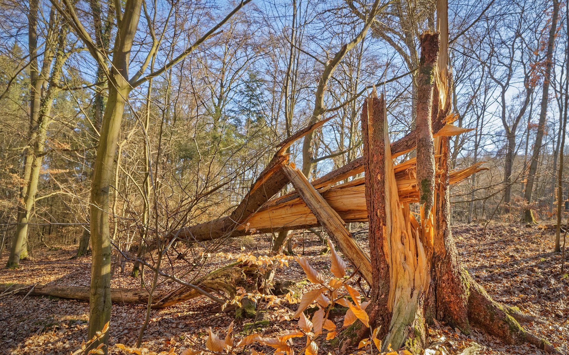 Picture of fallen tree
