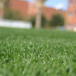 close up of turfgrass