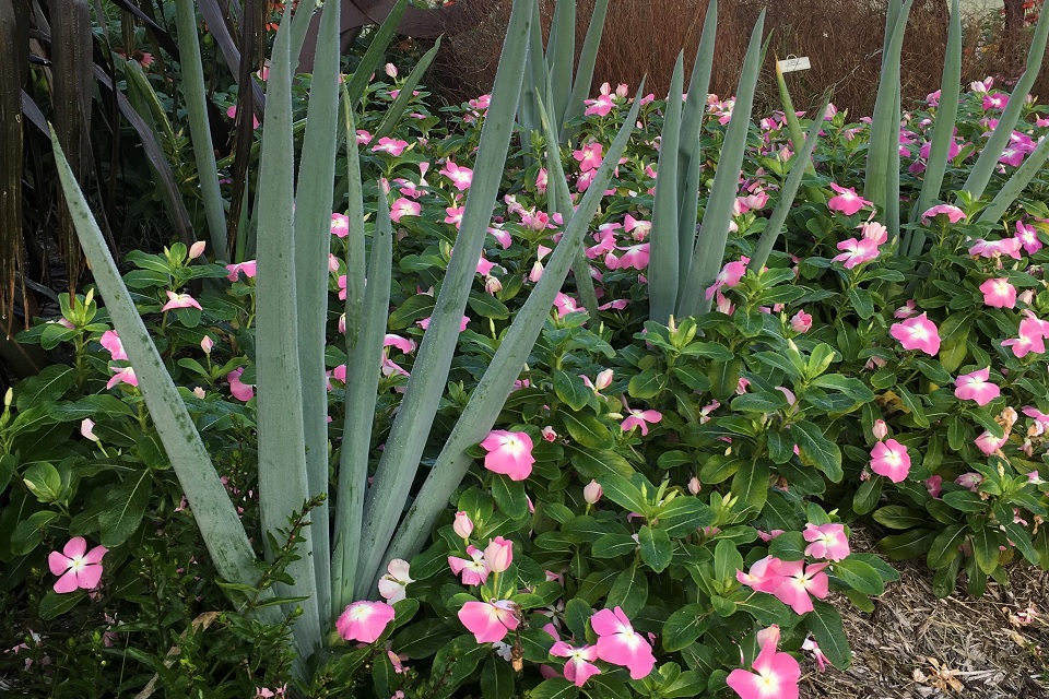 Warrior onion growing with vincaweb