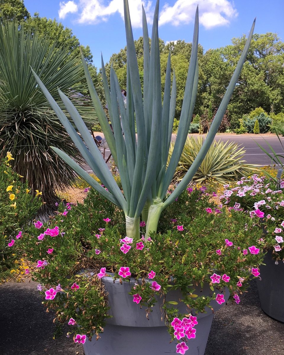 Warrior onion