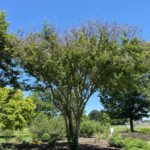 Picture of crepe myrtle plants
