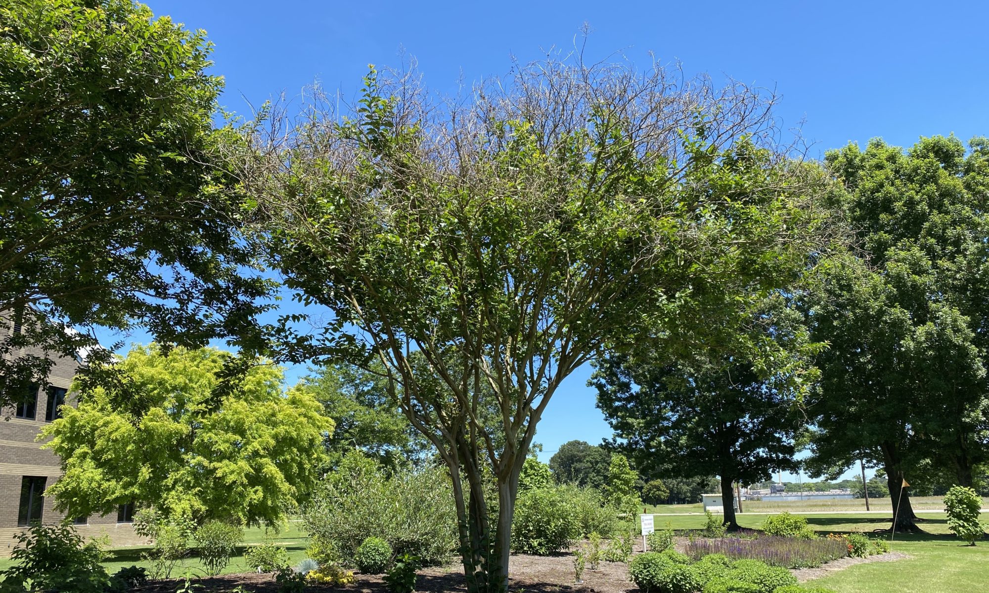Picture of crepe myrtle plants