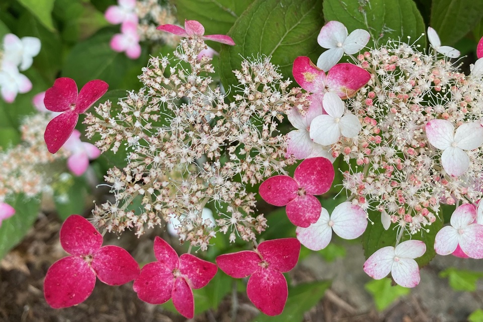H. serrata 'Beni-Gaku'