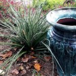 Photo of plant next to stone container