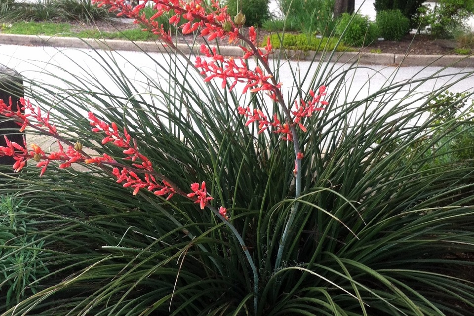 Picture of flowering plant