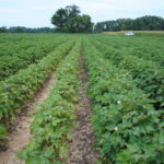 Picture of field of cotton