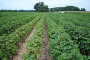 Picture of field of cotton