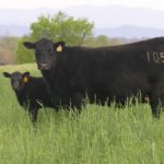 Photo of Angus on pasture