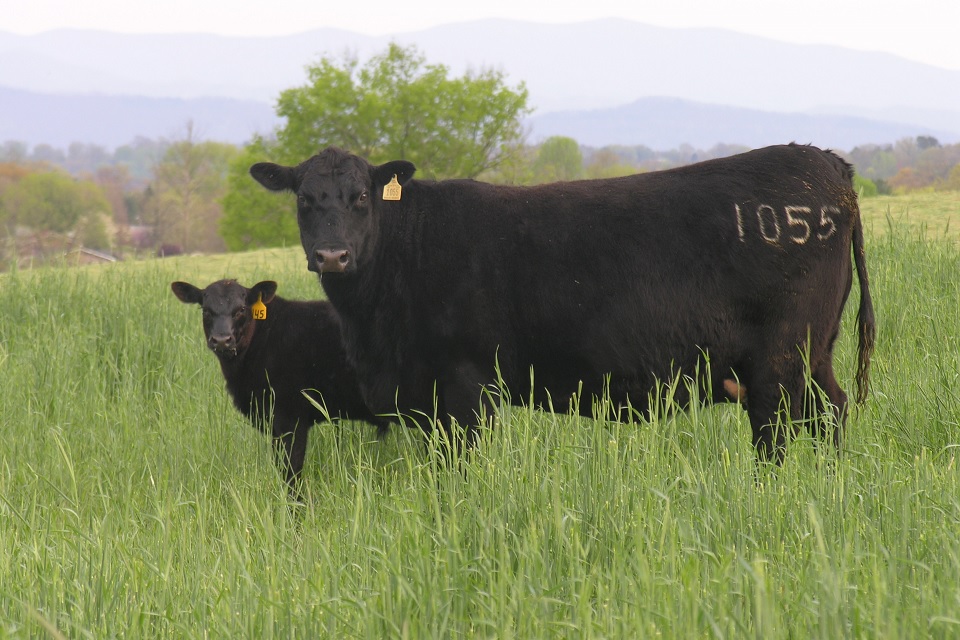 Photo of Angus on pasture