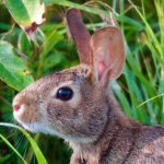 Eastern cottontail