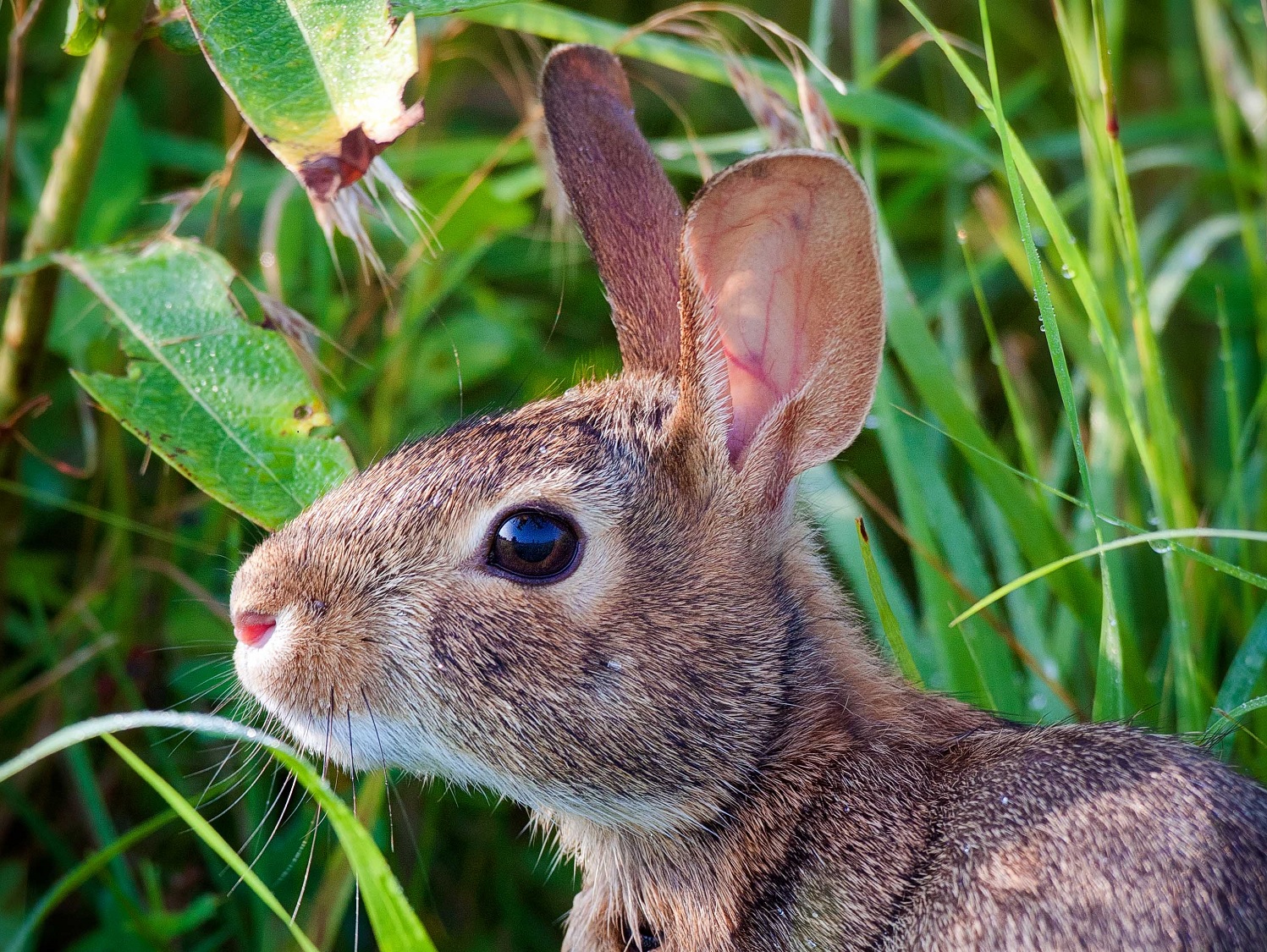 Eastern cottontail