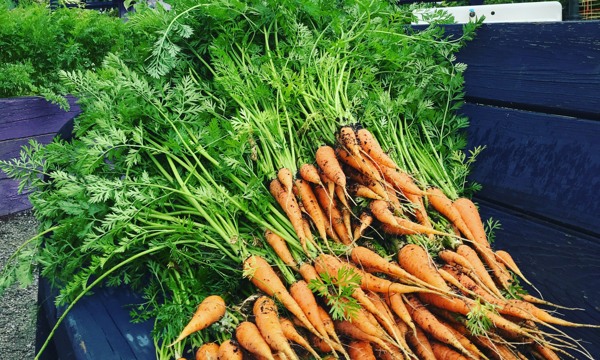 Picture of carrots in a truckbed