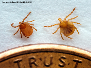picture of ticks next to a coin to show size