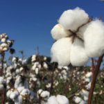 Picture of cotton plant with a blue sky background