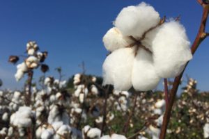 Picture of cotton plant with a blue sky background