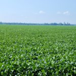 Picture of soybean field