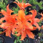 Picture of native orange azalea