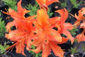 Picture of native orange azalea