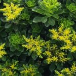 Sedum takesimense