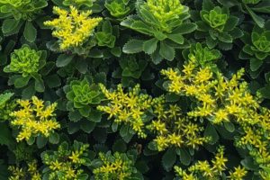 Sedum takesimense