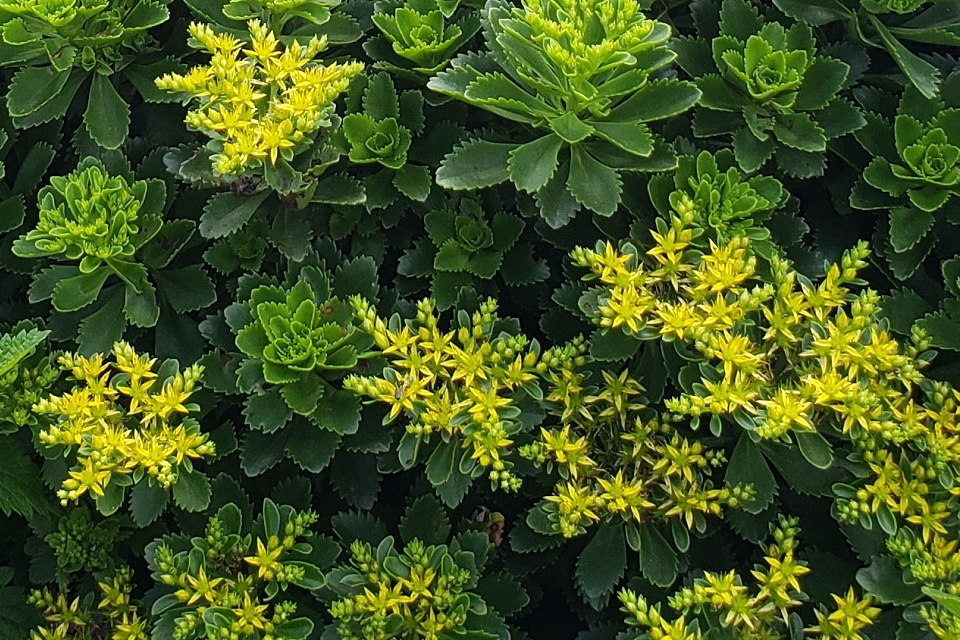 Sedum takesimense