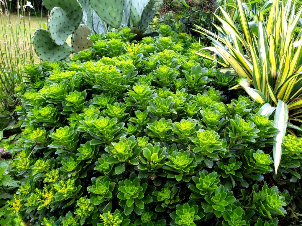 Picture of sedum plant