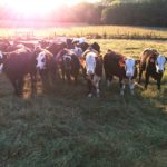 Heifers at UT Beef Heifer Development Center
