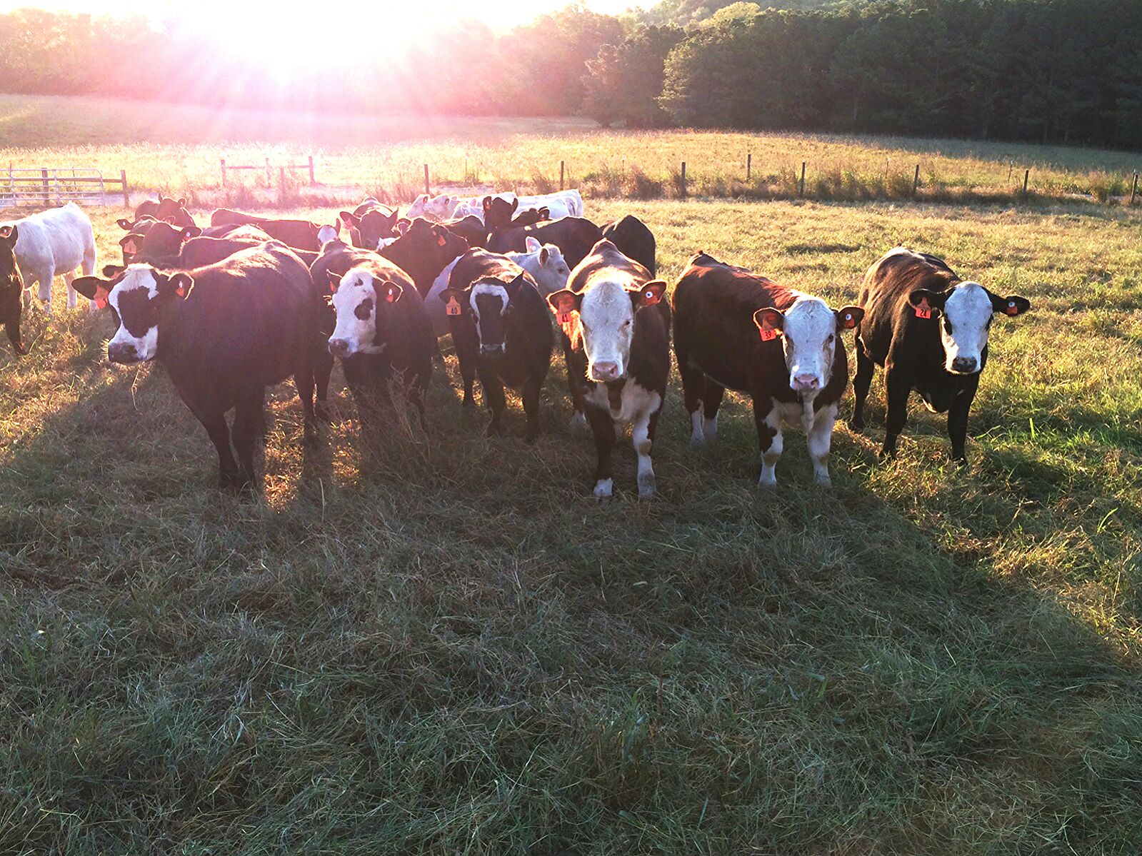 Heifers at UT Beef Heifer Development Center