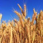 Picture o fcorn against a blue sky background