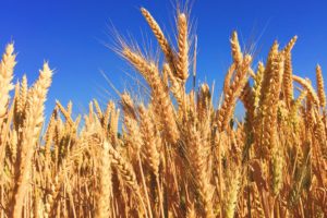 Picture o fcorn against a blue sky background