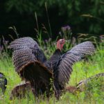 Wild turkeys in a field.