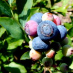 Rabbiteye blueberries