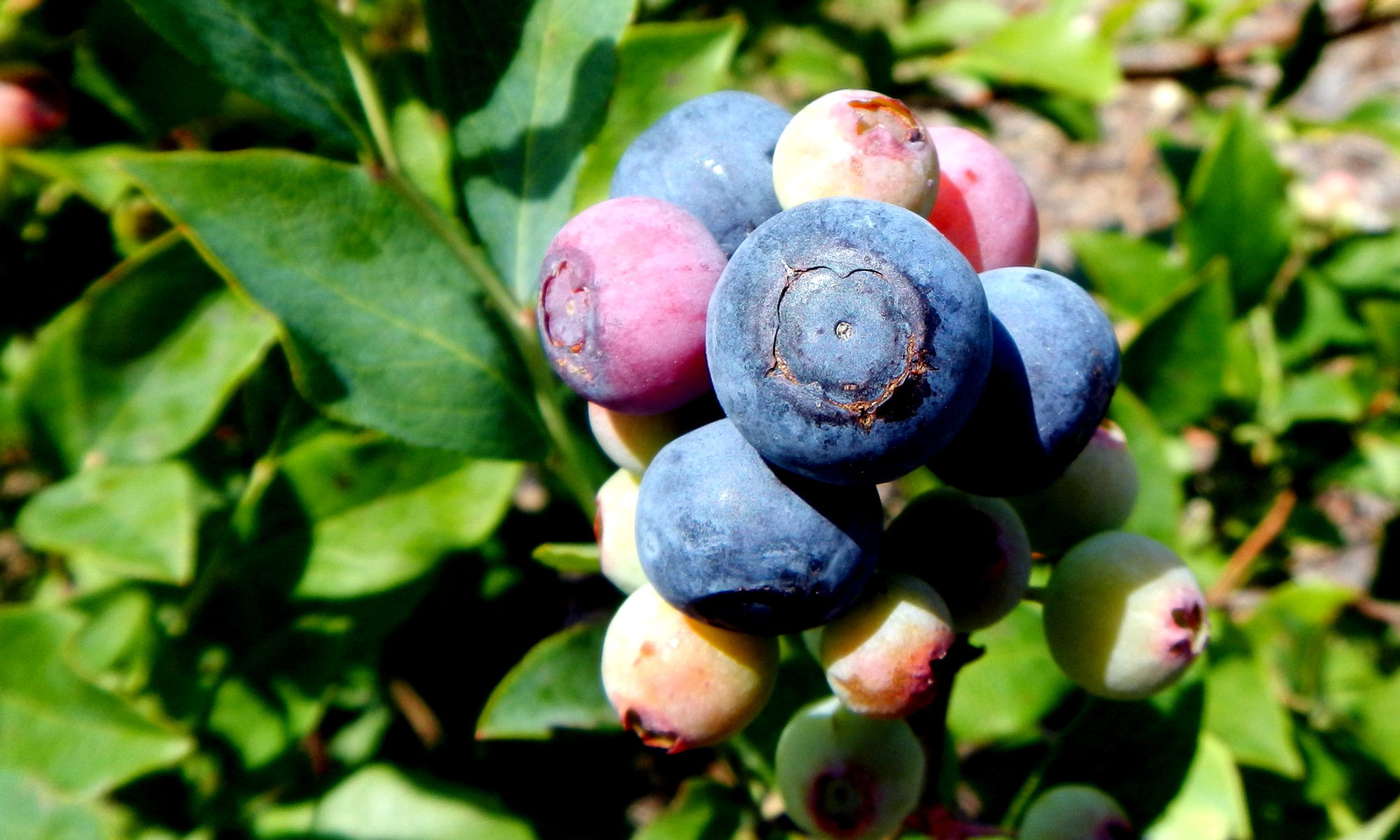 Rabbiteye blueberries