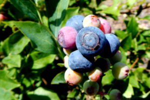 Rabbiteye blueberries