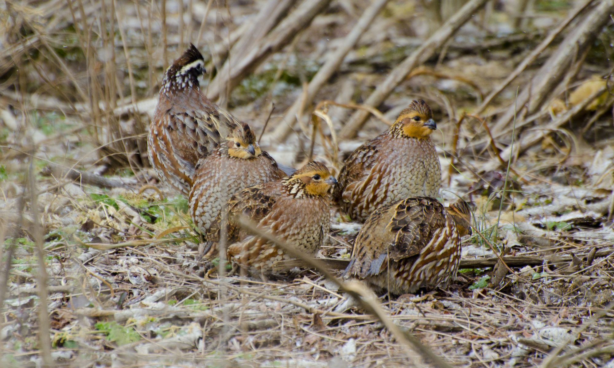 A covey of quail sits in a grassland field. Photo by Ben Robinson.