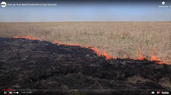 A prescribed fire crawls through an open field.