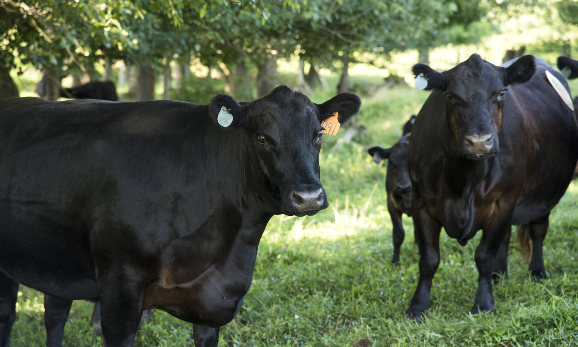 Picture of cows in a pasture