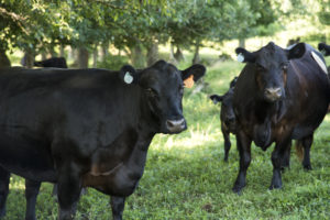 Picture of cows in a pasture