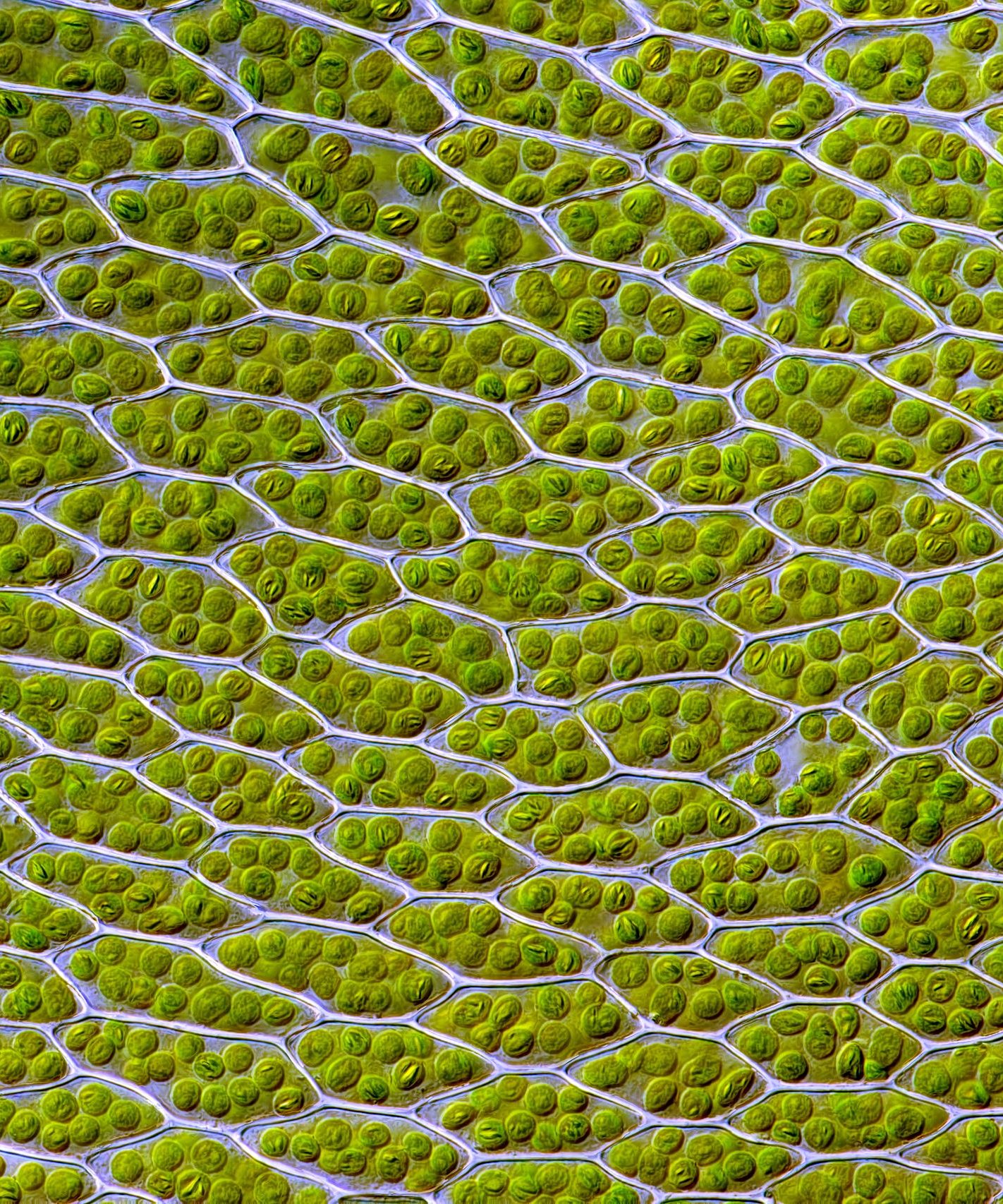 Up close look at a green plant cell 