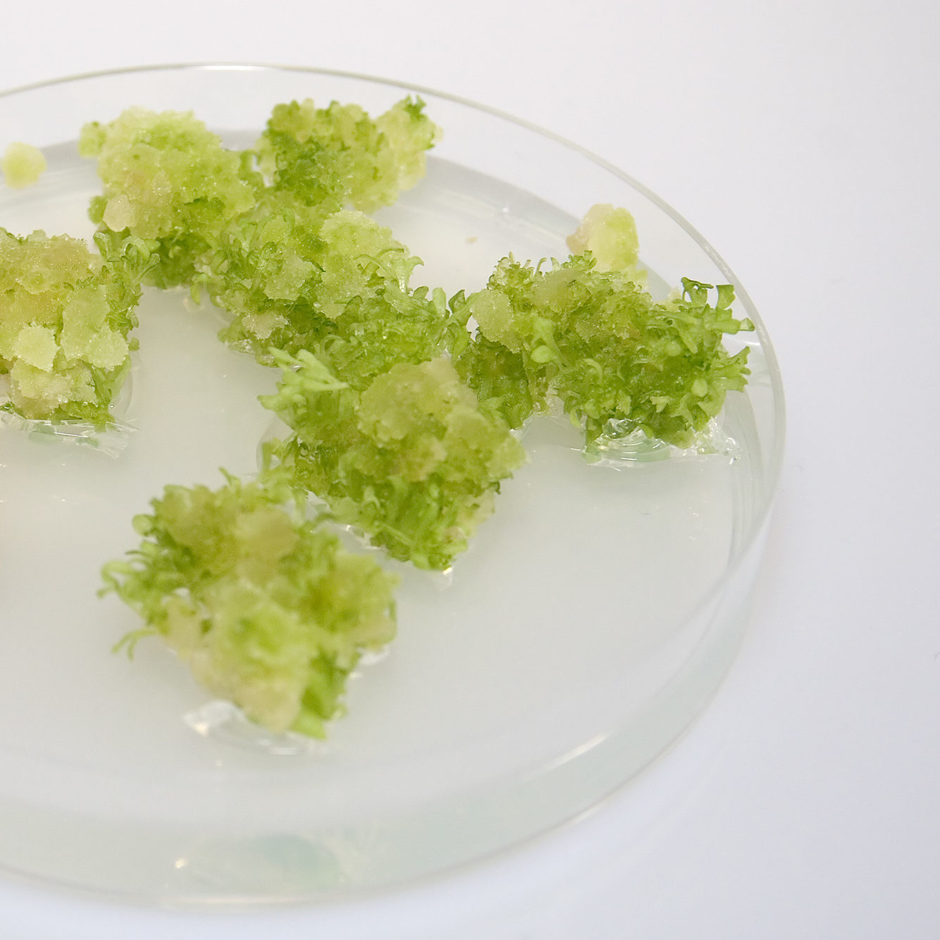green plant matter sits in a Petri dish on a white countertop 