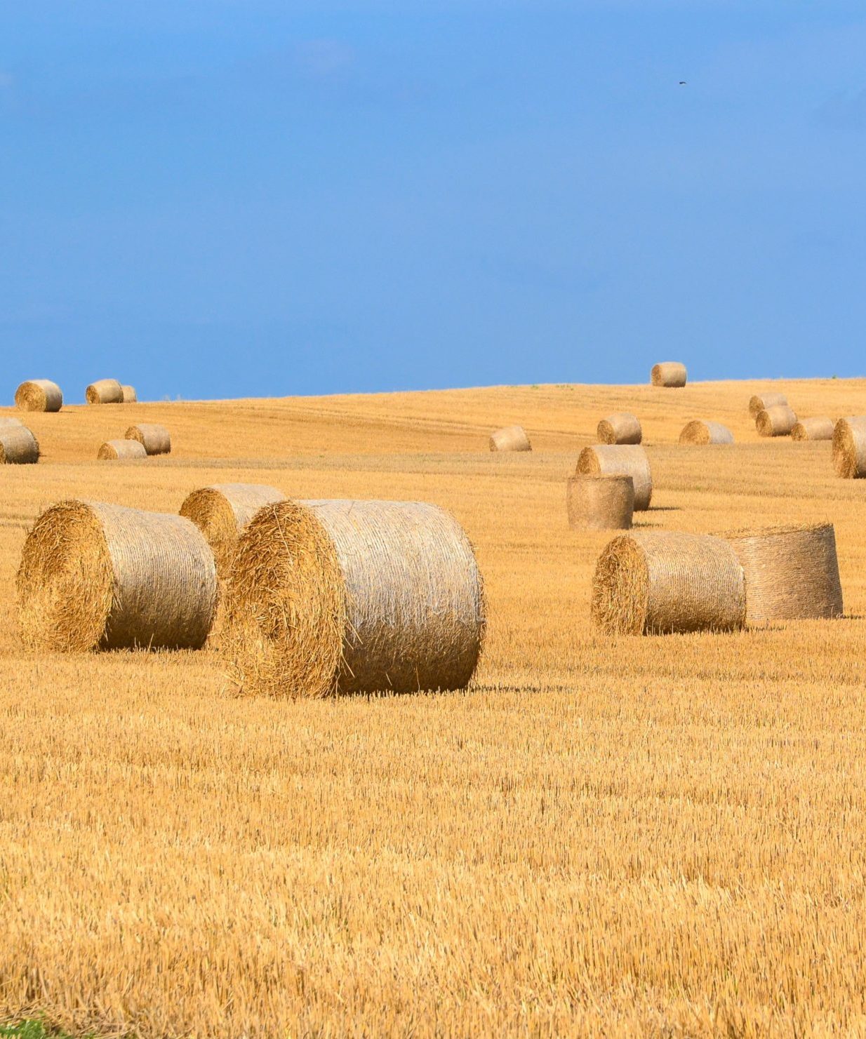 Multiple hay bales sit under a blue sky 