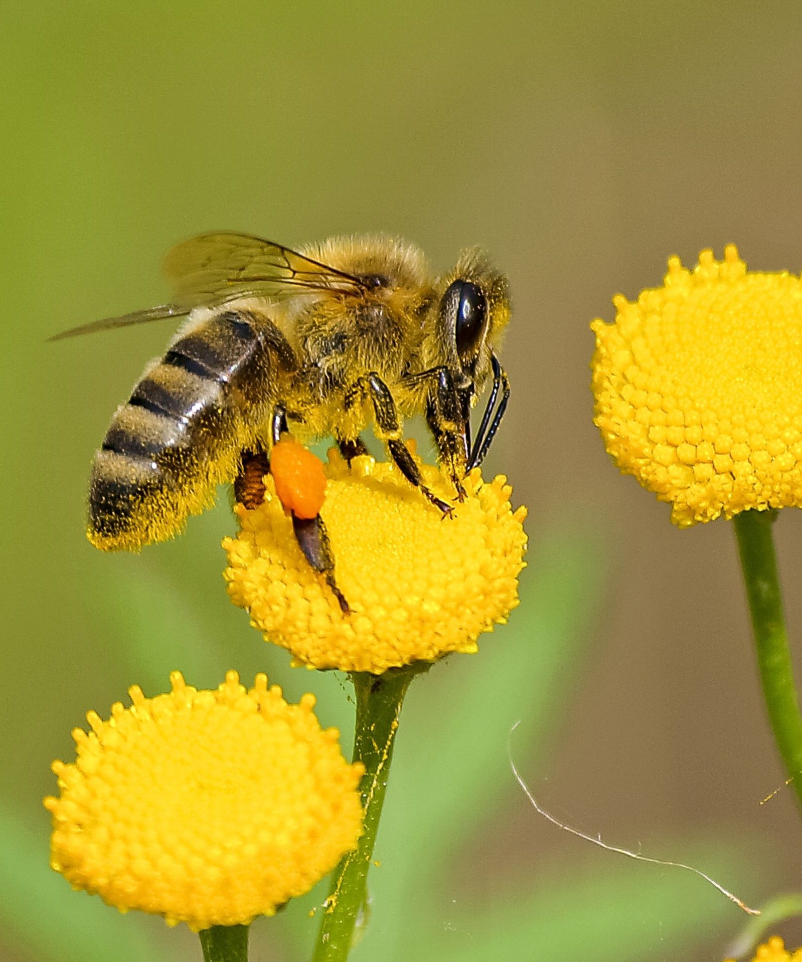 A bee feeds on a small yellow flower in the sun 