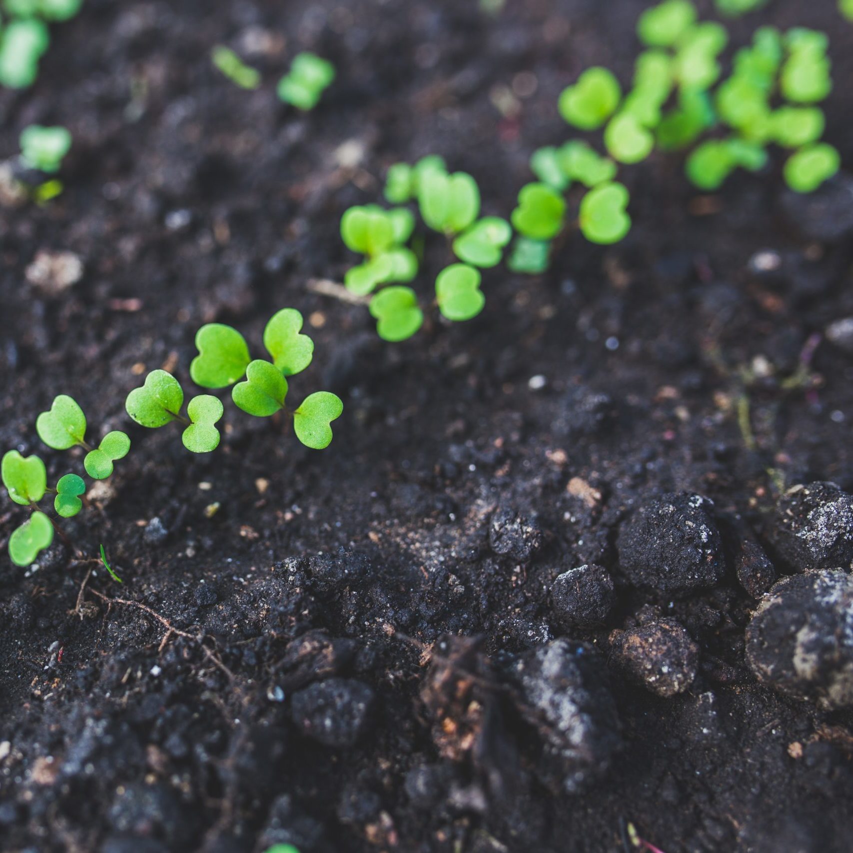 Seedlings sprout from dark soil 