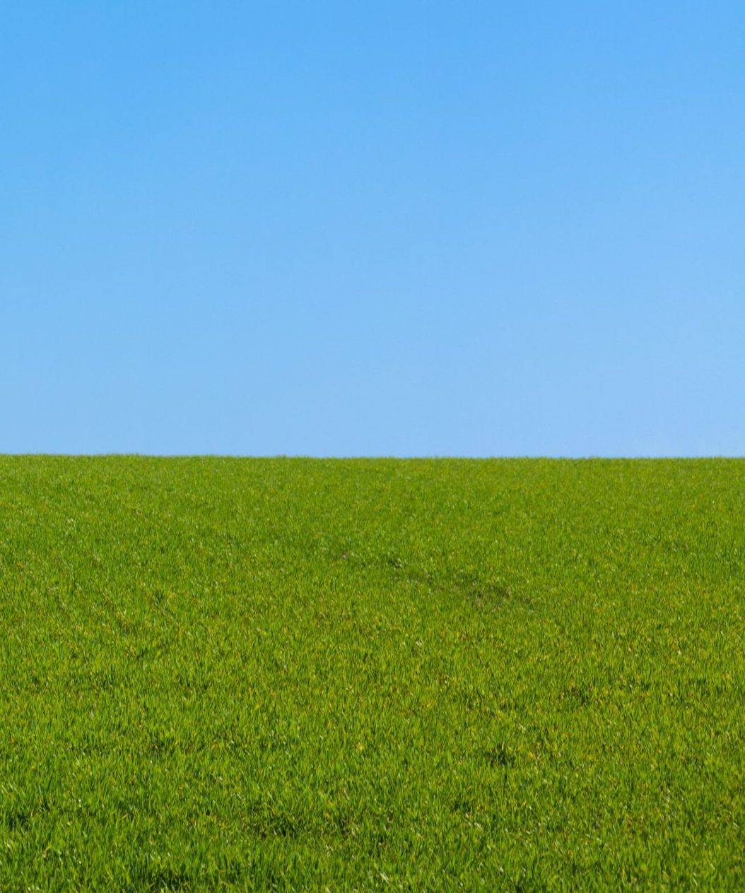 Turfgrass grows under a blue sky 