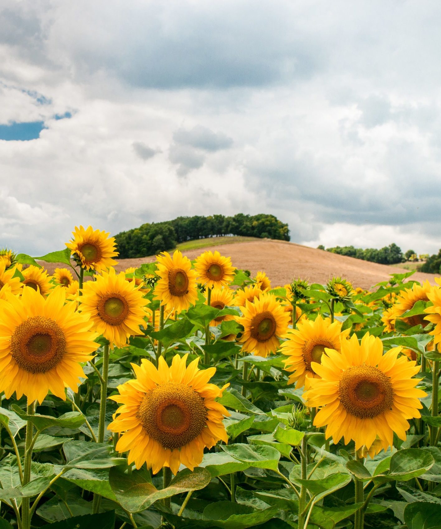 multiple sunflowers stand at the base of a cultivated hill under a fluffy white sky 