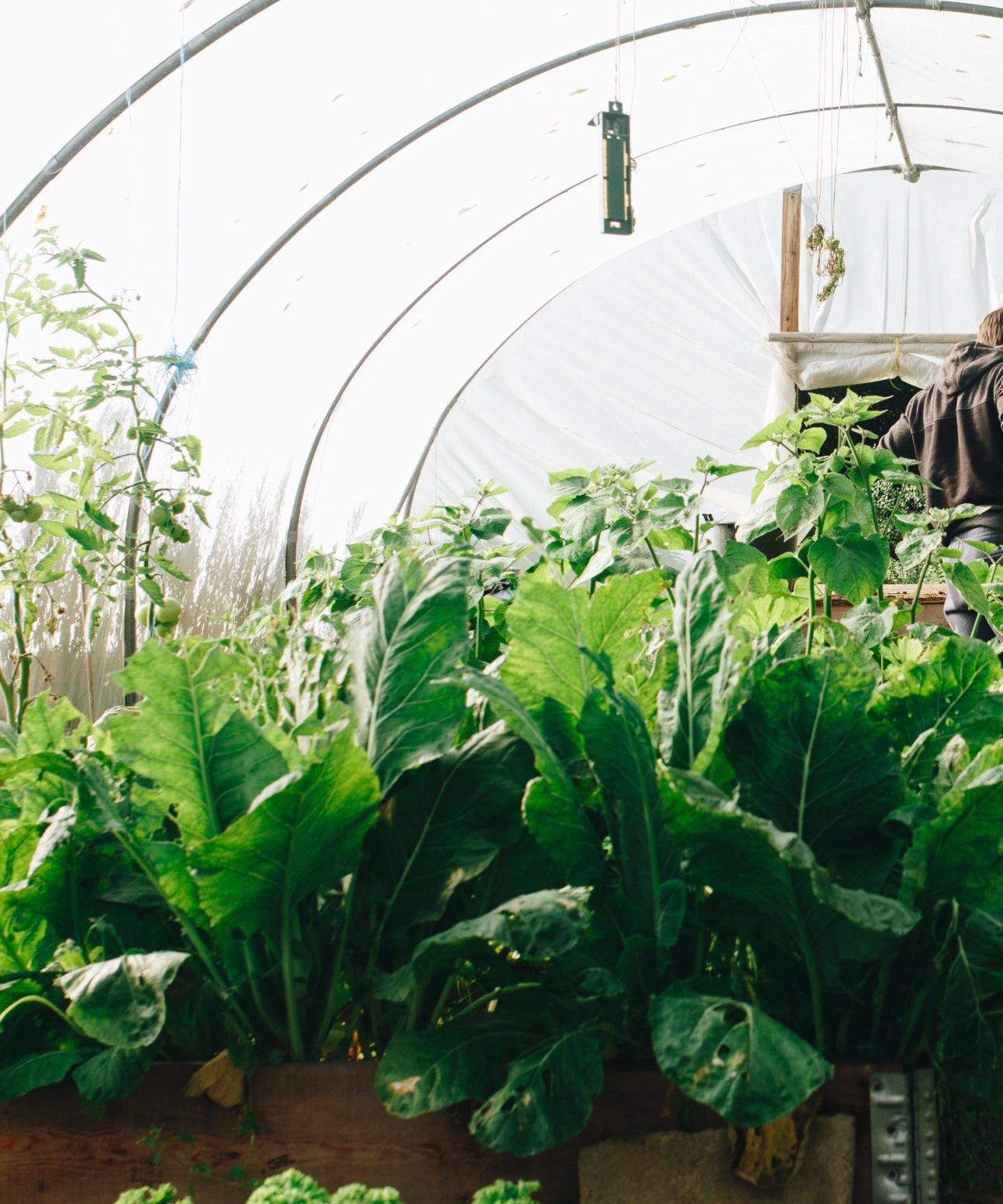 Large leafy greens grow under a high tunnel as a farmer inspects his garden 