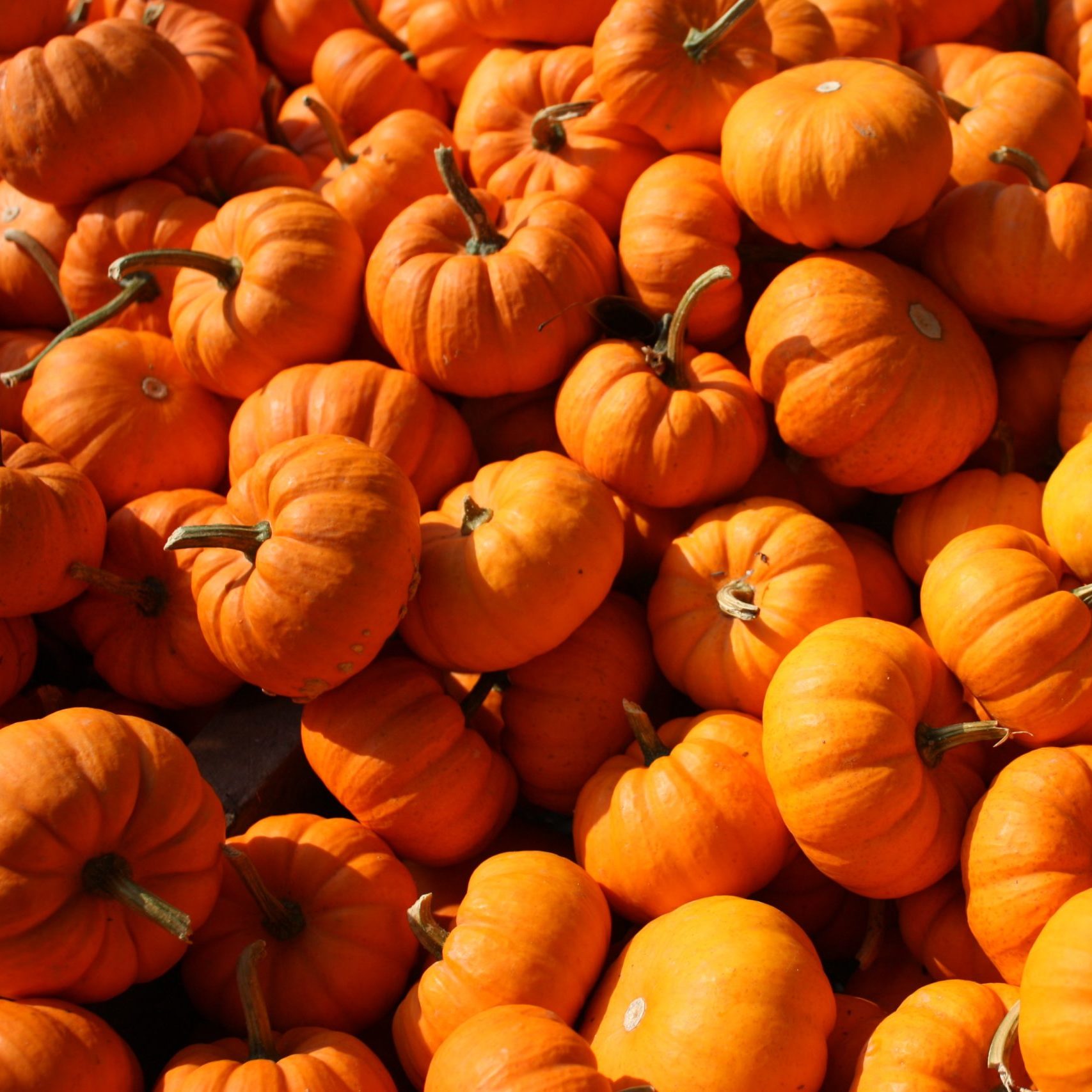 a jumbled group of bright orange pumpkins in the sunlight 
