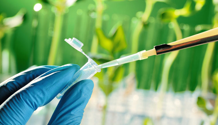 A beaker is filled in front of a green background with plants in test tubes
