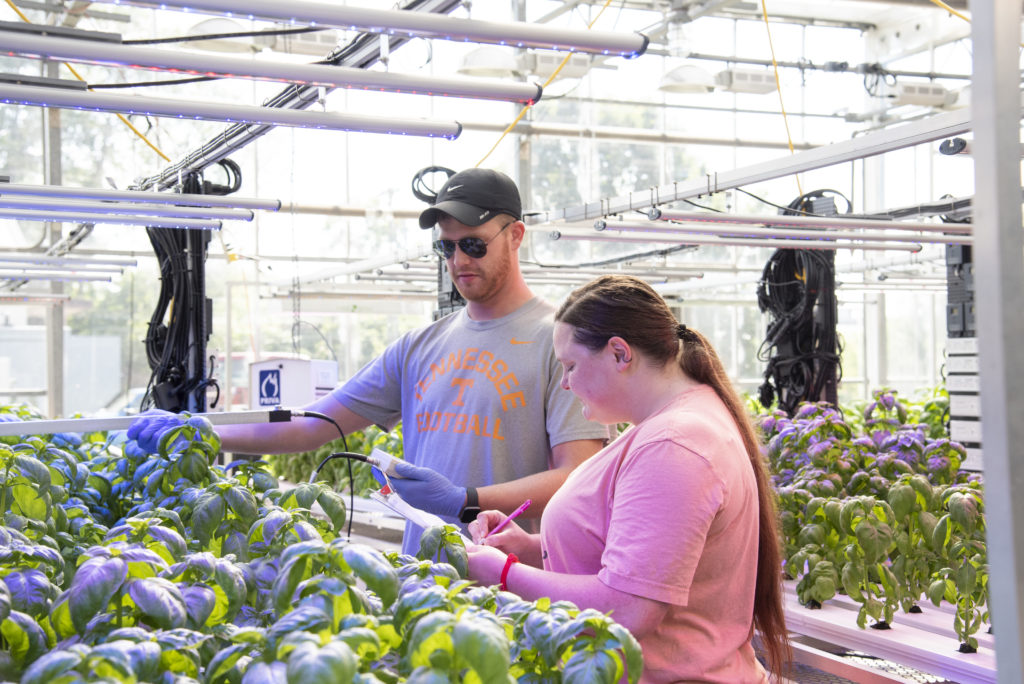 two researchers oversee data collection from hydroponic systems in the UT Greenhouses